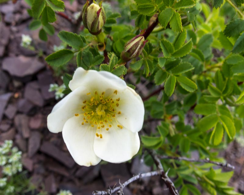 Rosa spinosissima / Rosa di macchia
